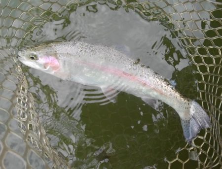 大安トラウトレイク 釣果